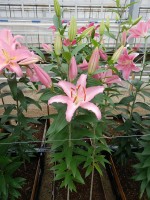 [5234 Sheila EVR No01.JPG]